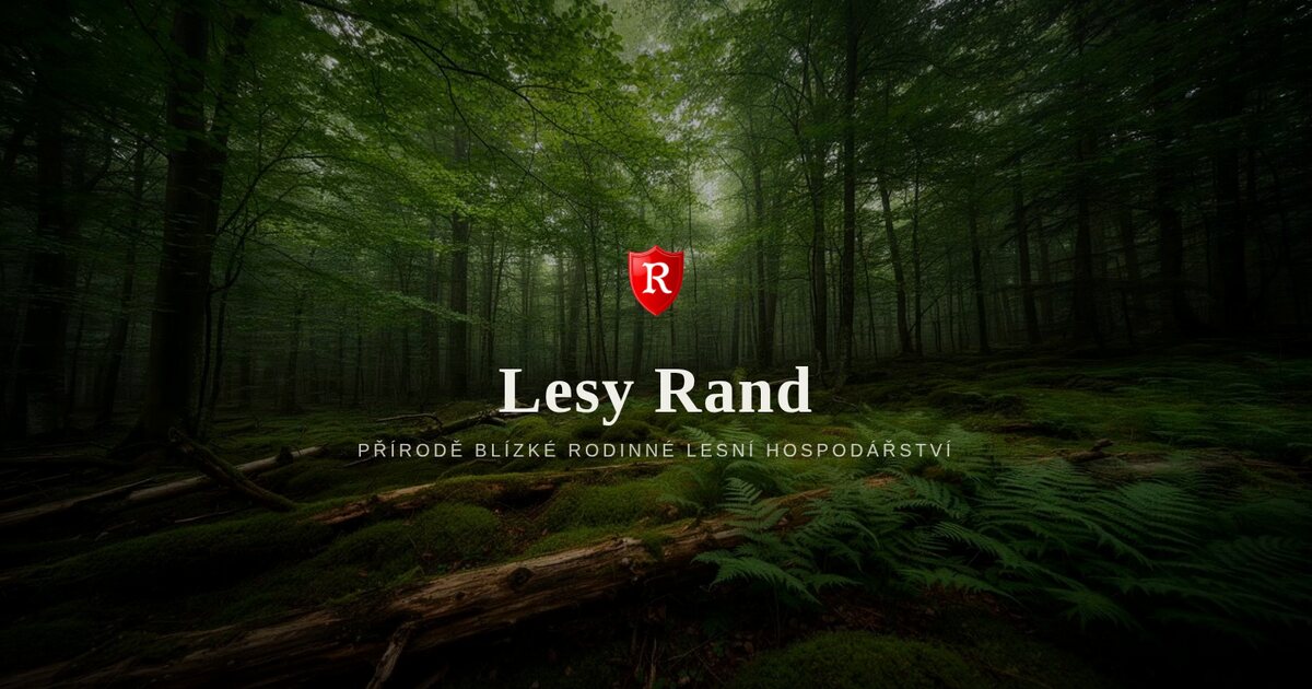 Úvodní obrazovka microsite Lesy Rand - bukový les a znak s písmenem R